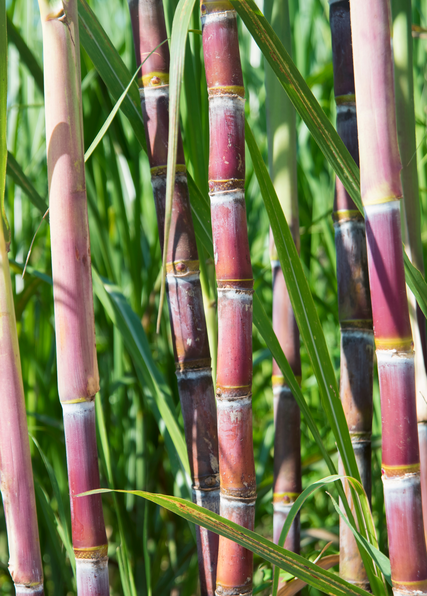 Sugar Cane 'Red'