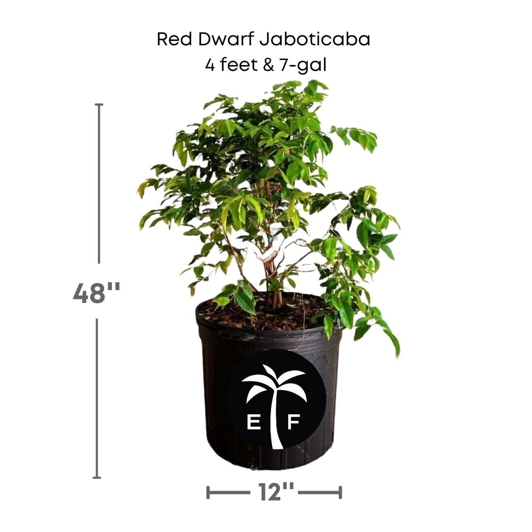 Red Dwarf Jaboticaba Tree, Hybrid