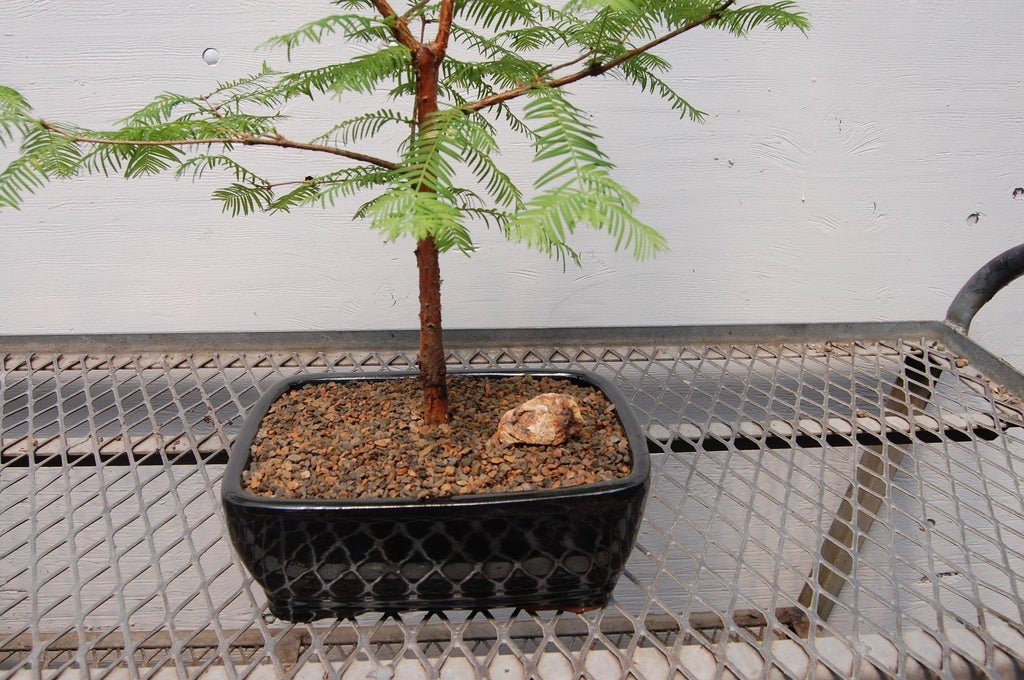 dawn redwood tree bonsai Redwood Bonsai Tree – Lovehopegrow