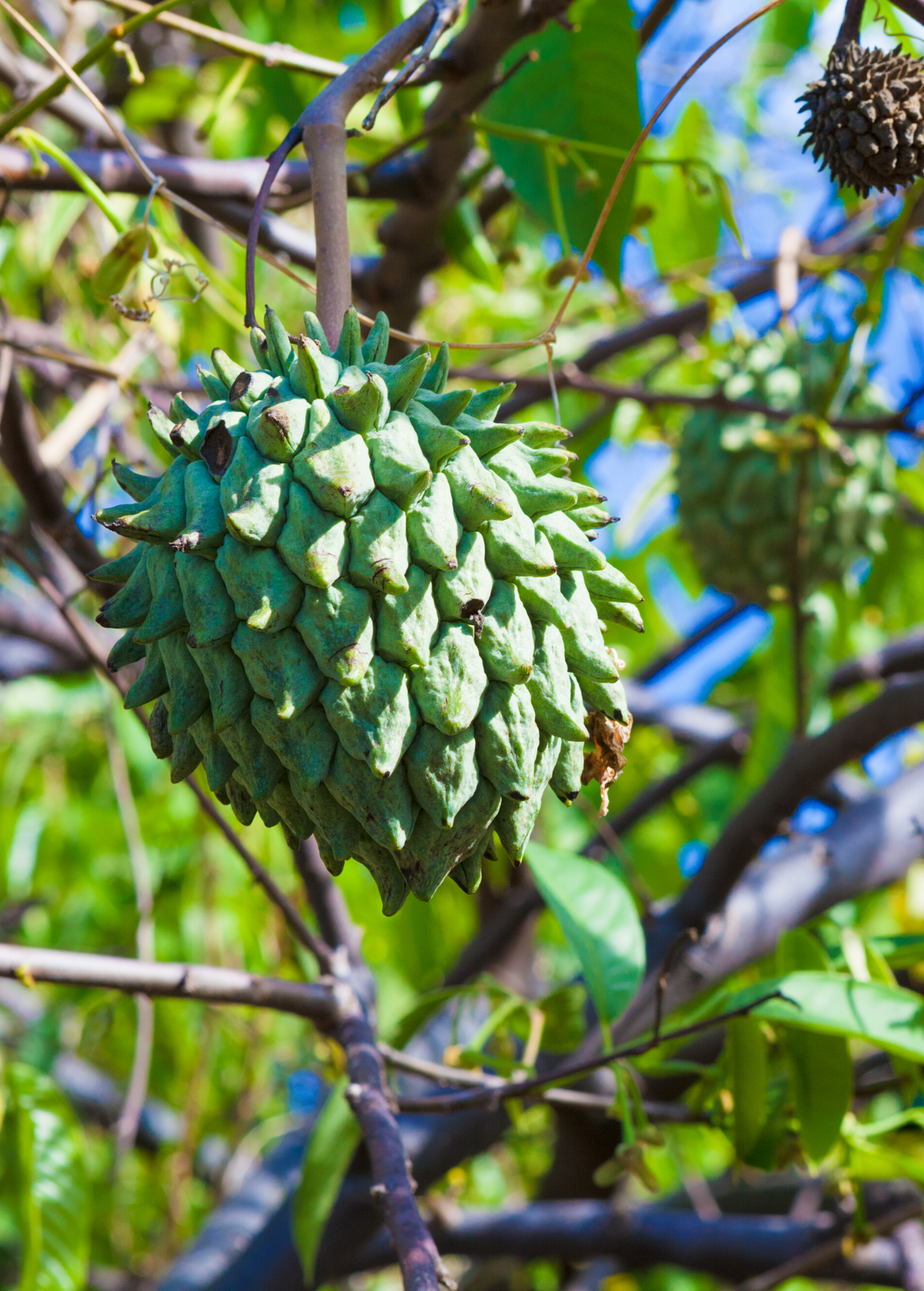 Rollinia Seedling (Rollinia deliciosa)