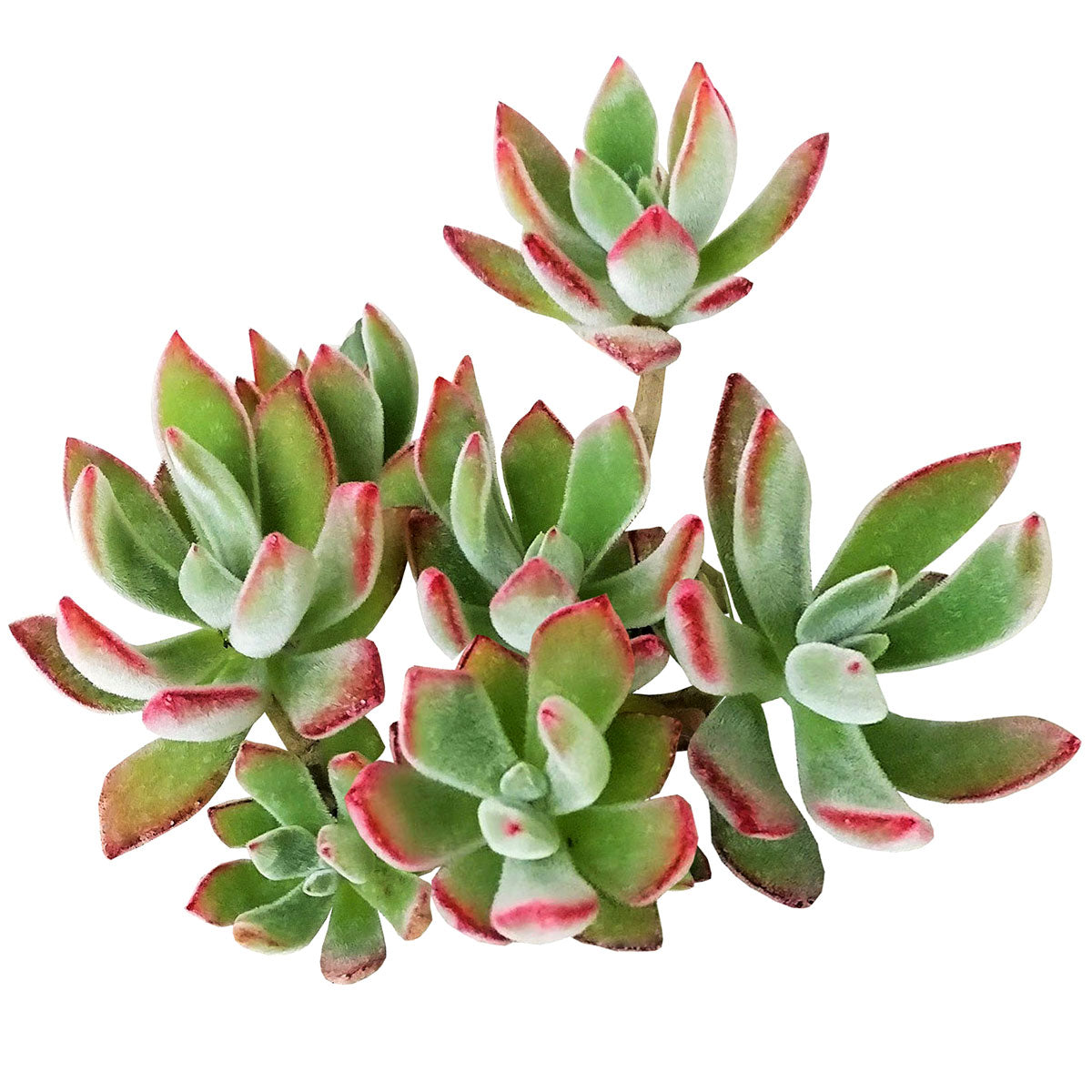 Echeveria Harmsii Ruby Slipper