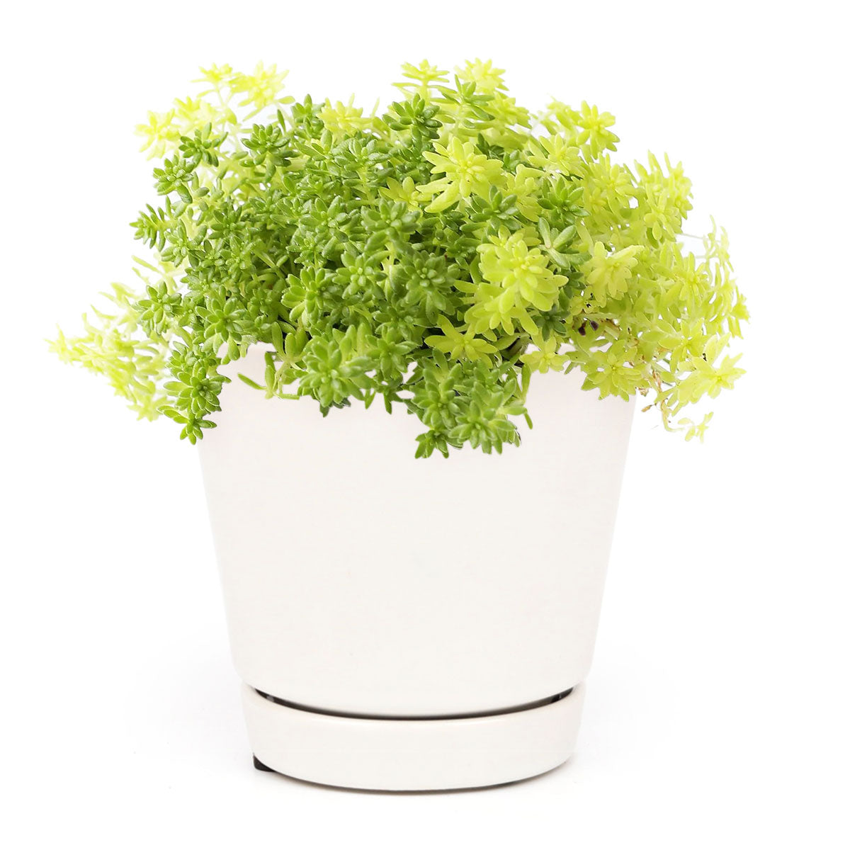 Sedum Golden Moss Succulent