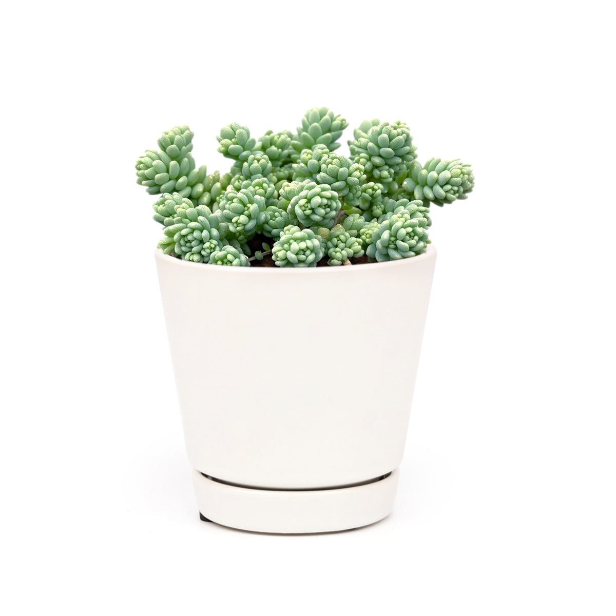 Sedum Major Succulent