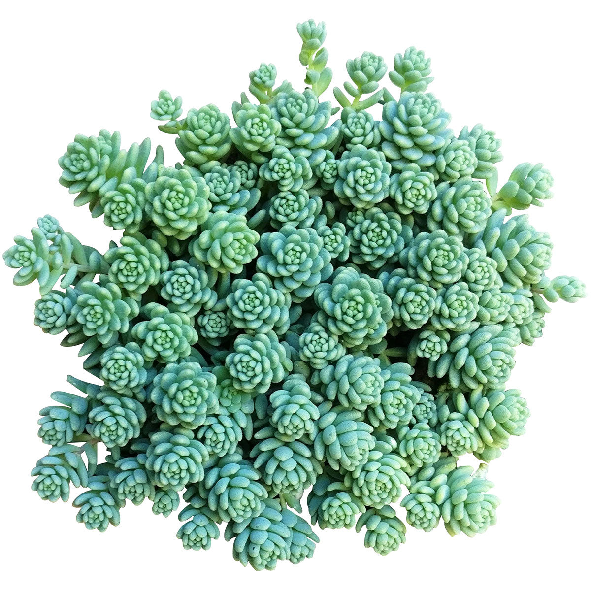 Sedum Major Succulent