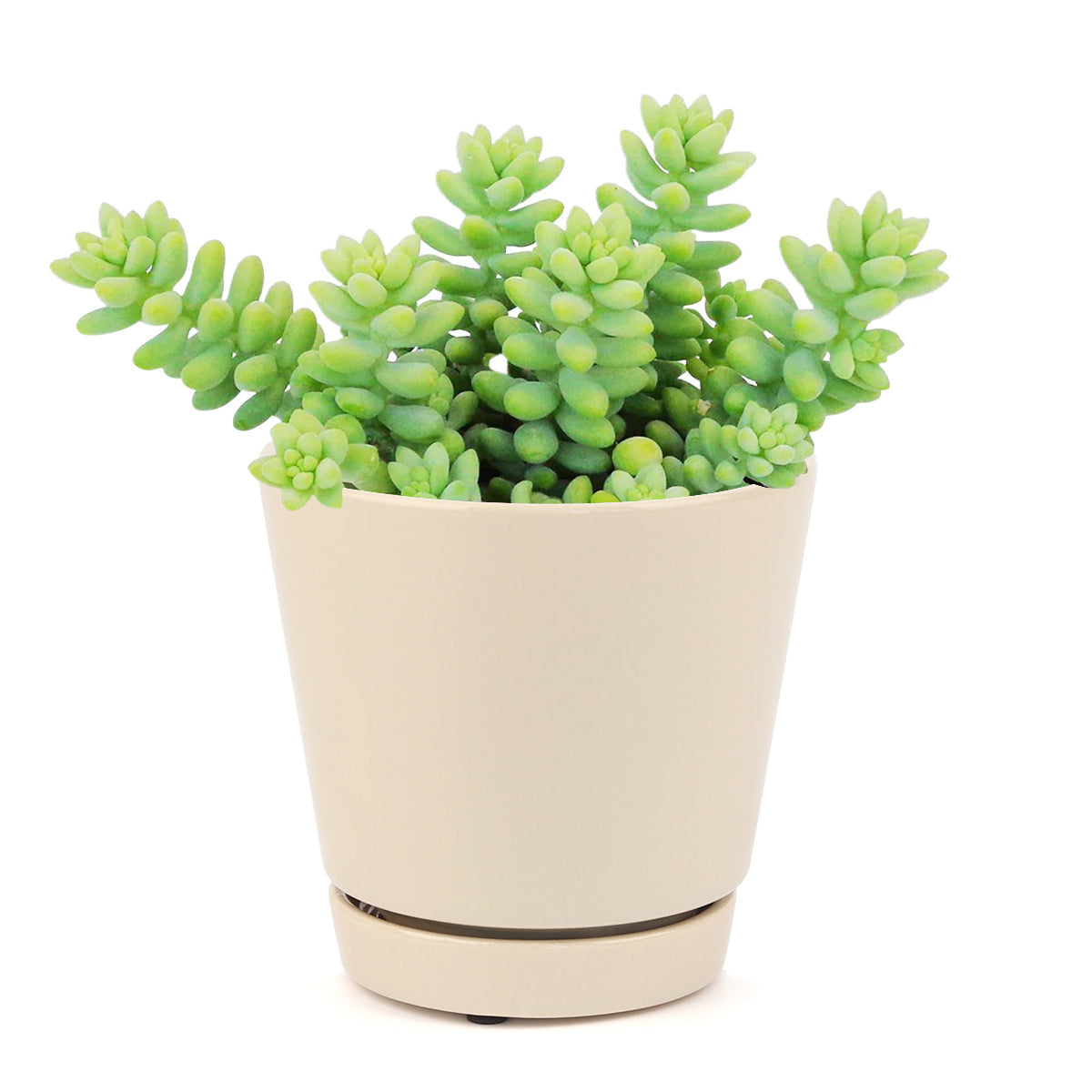 Sedum Donkey's Tail Succulent