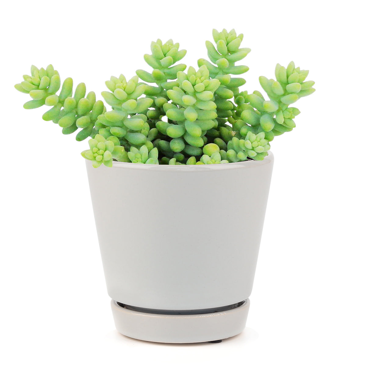 Sedum Donkey's Tail Succulent