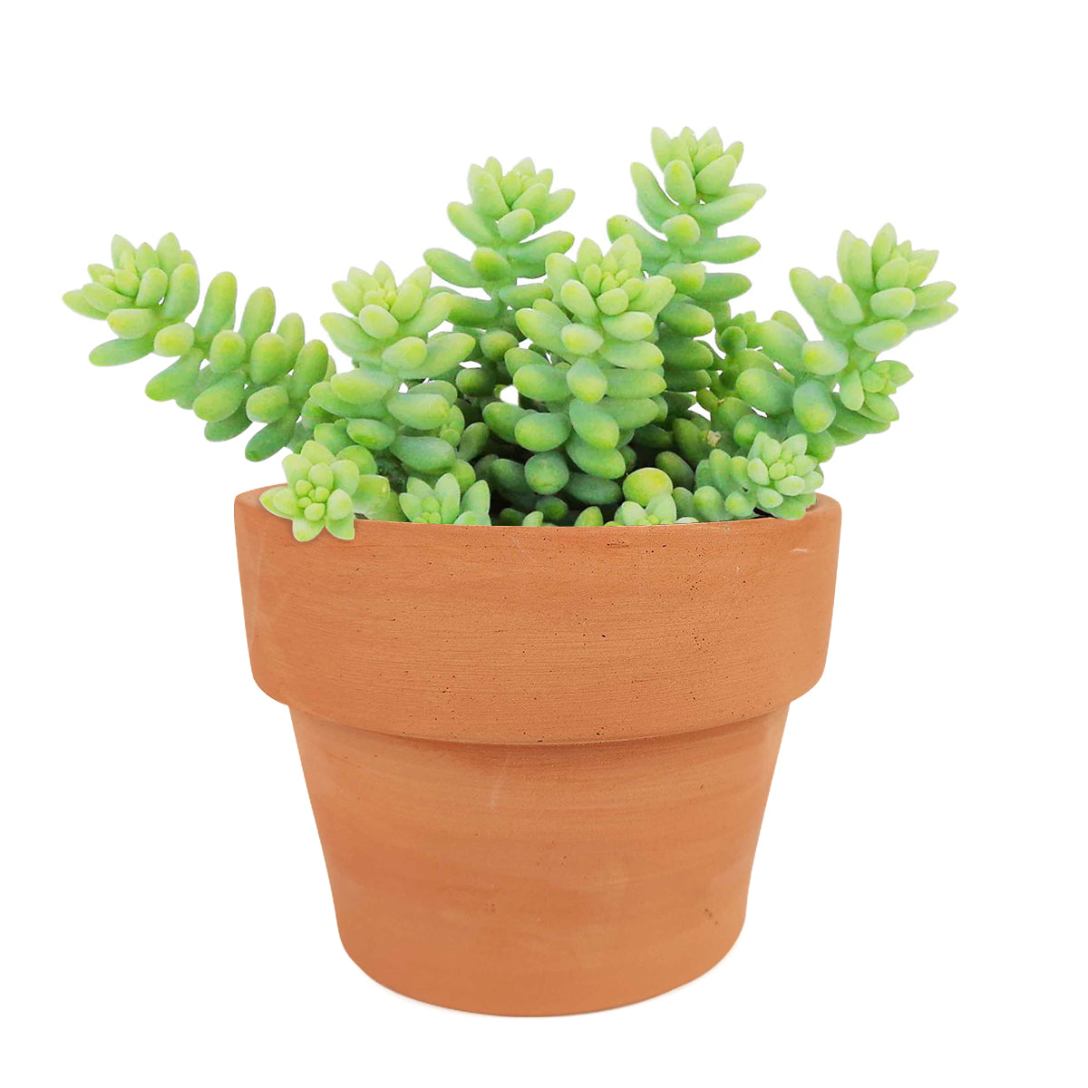 Sedum Donkey's Tail Succulent