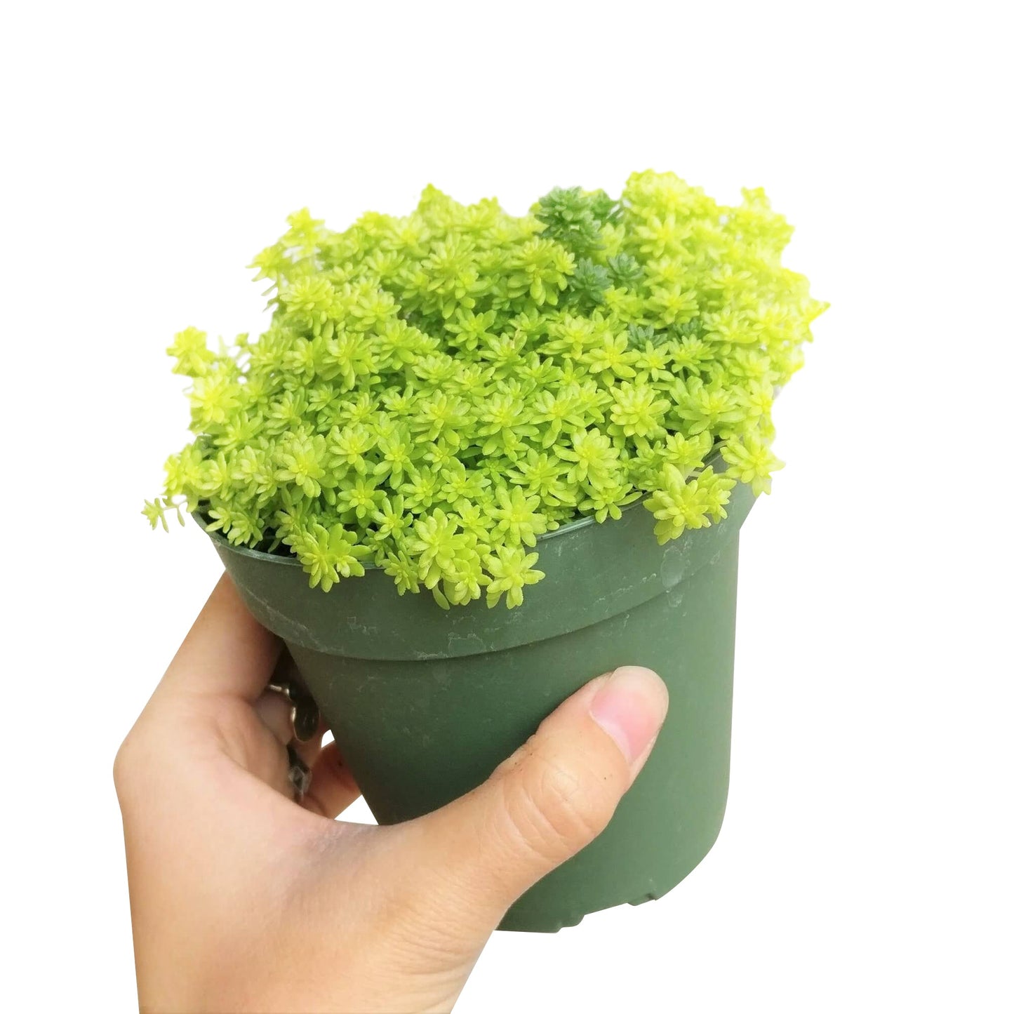 Sedum Golden Moss Succulent