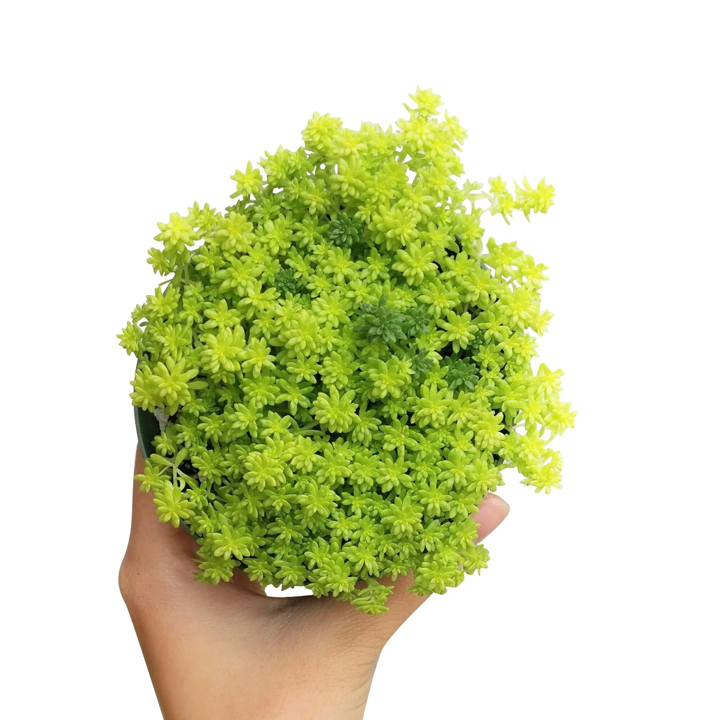 Sedum Golden Moss Succulent