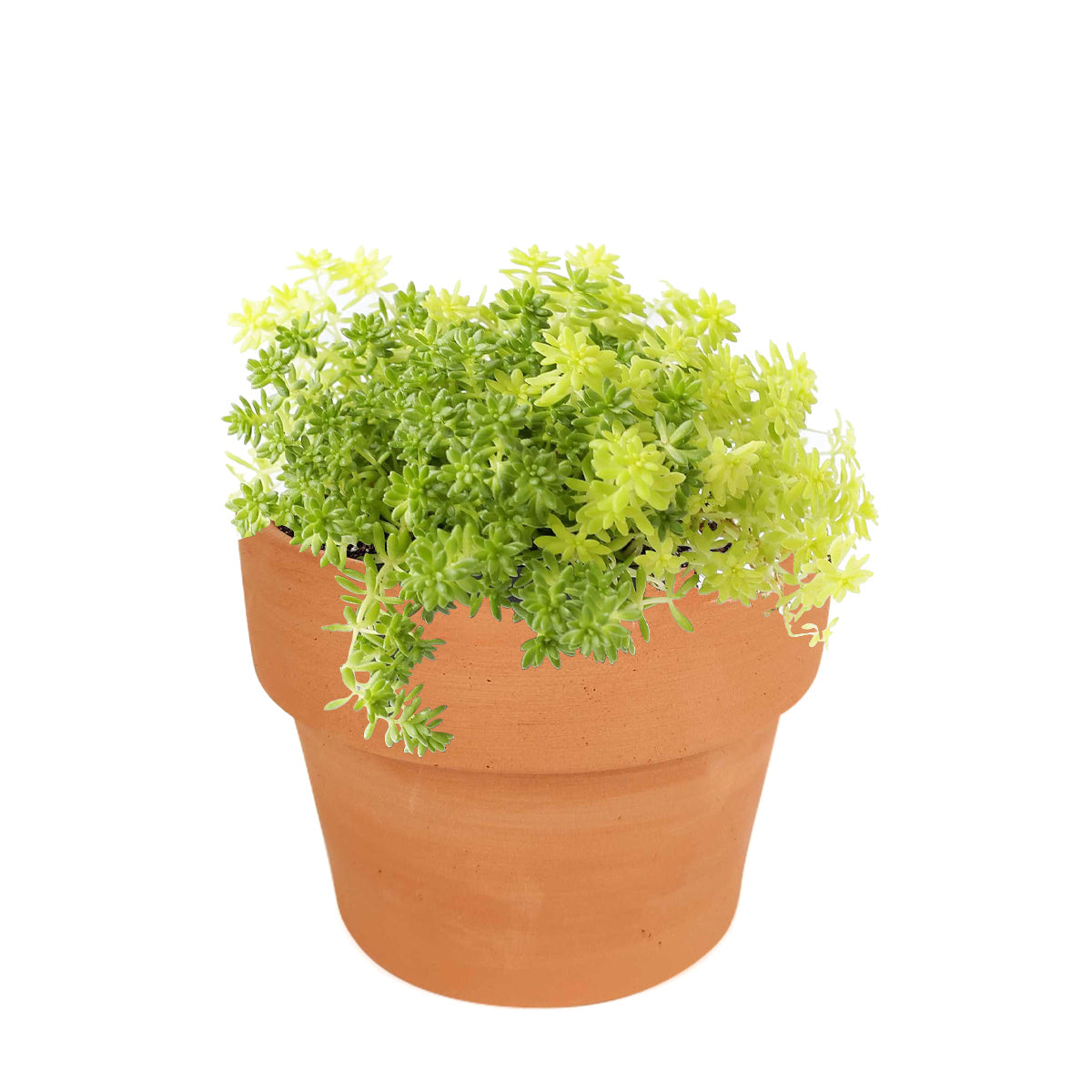 Sedum Golden Moss Succulent