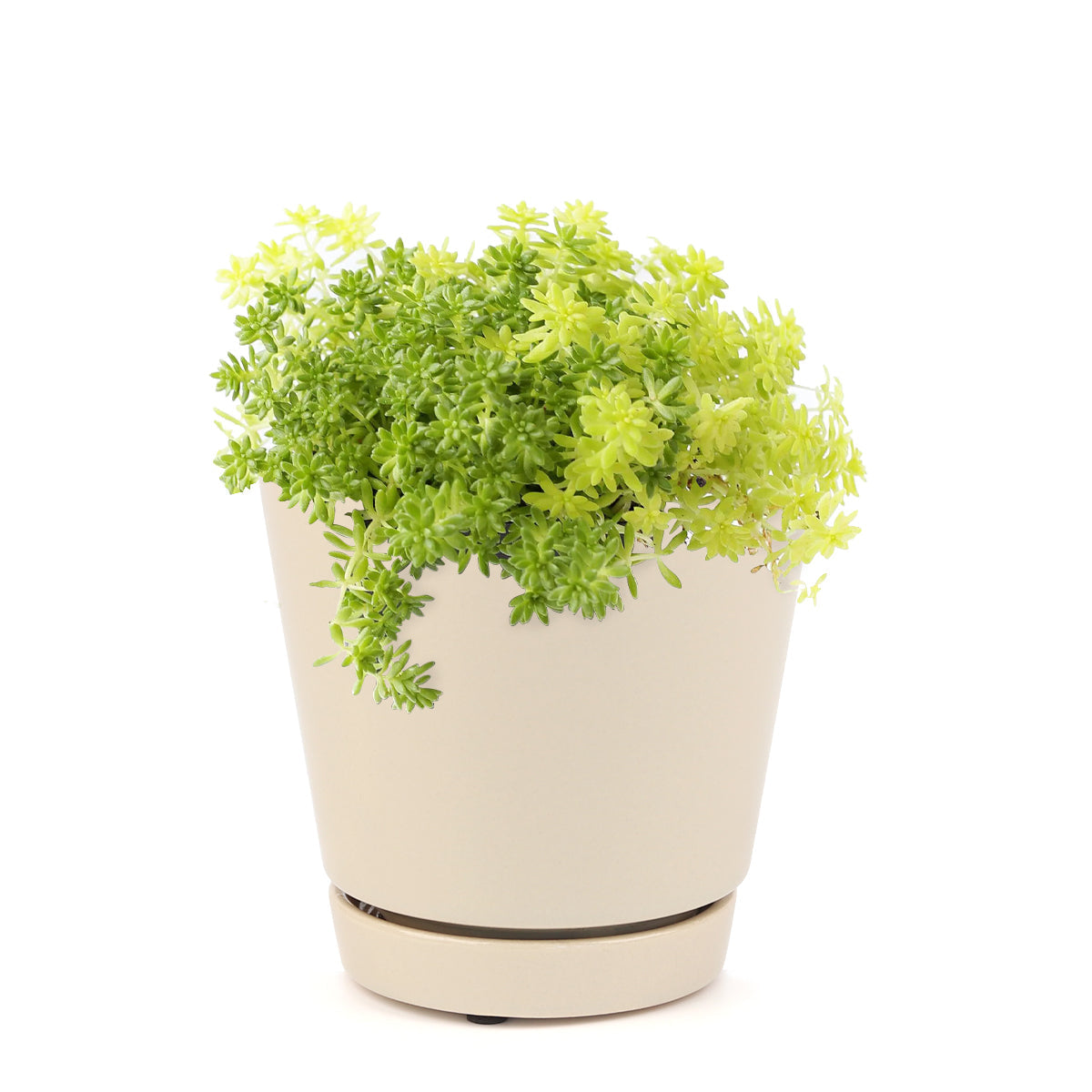 Sedum Golden Moss Succulent