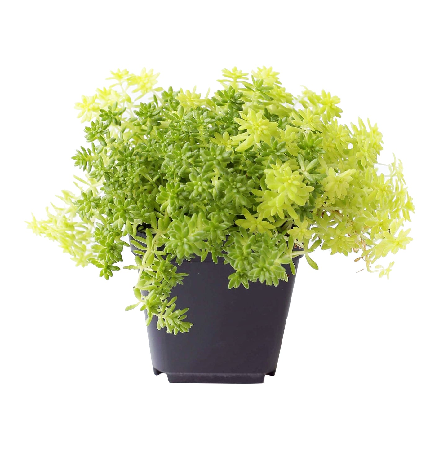 Sedum Golden Moss Succulent