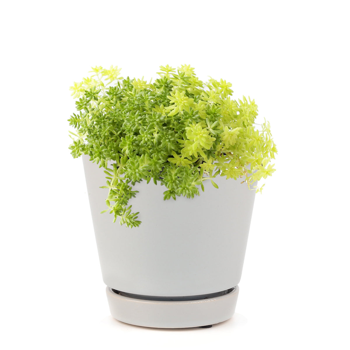 Sedum Golden Moss Succulent