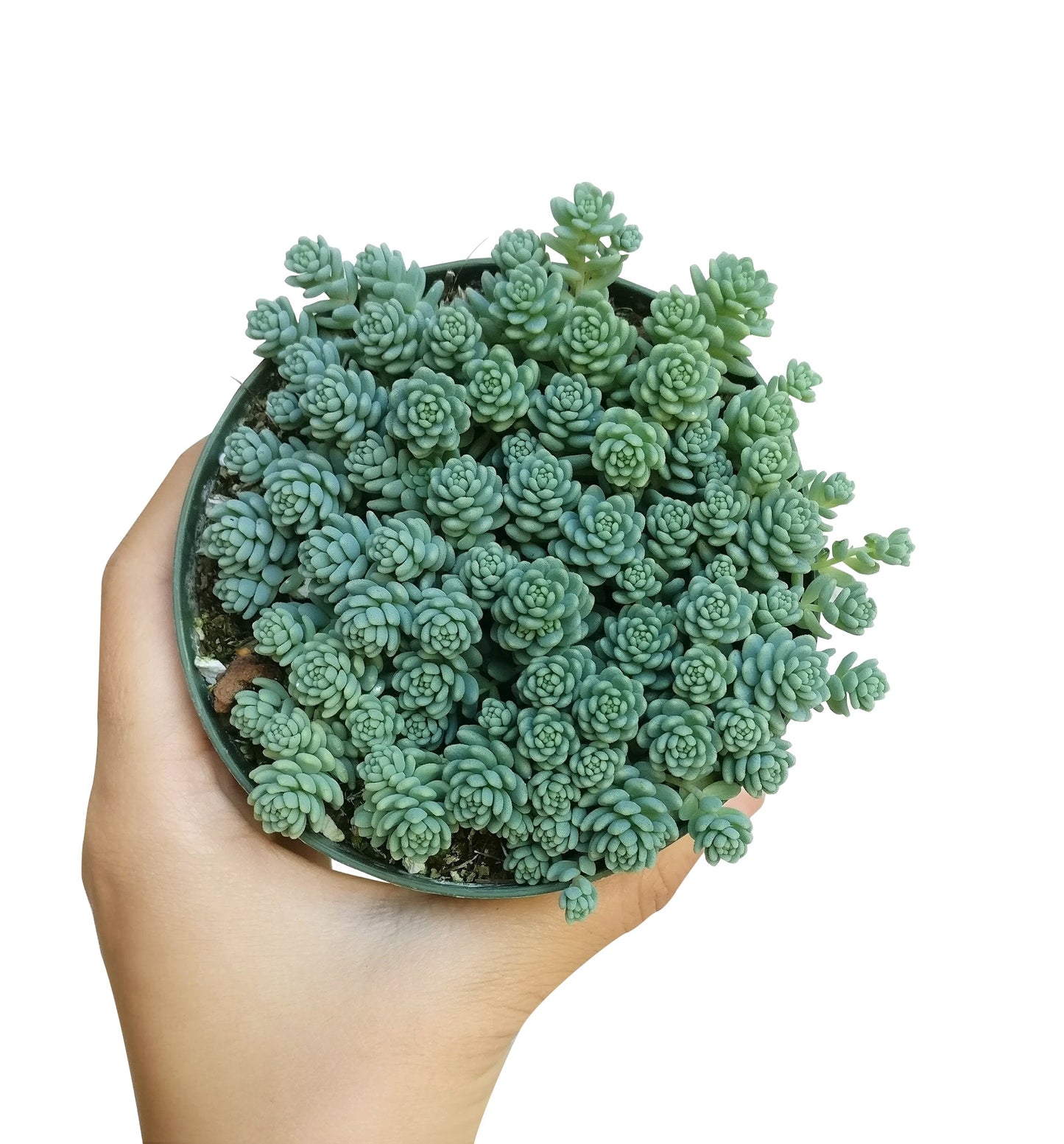 Sedum Major Succulent