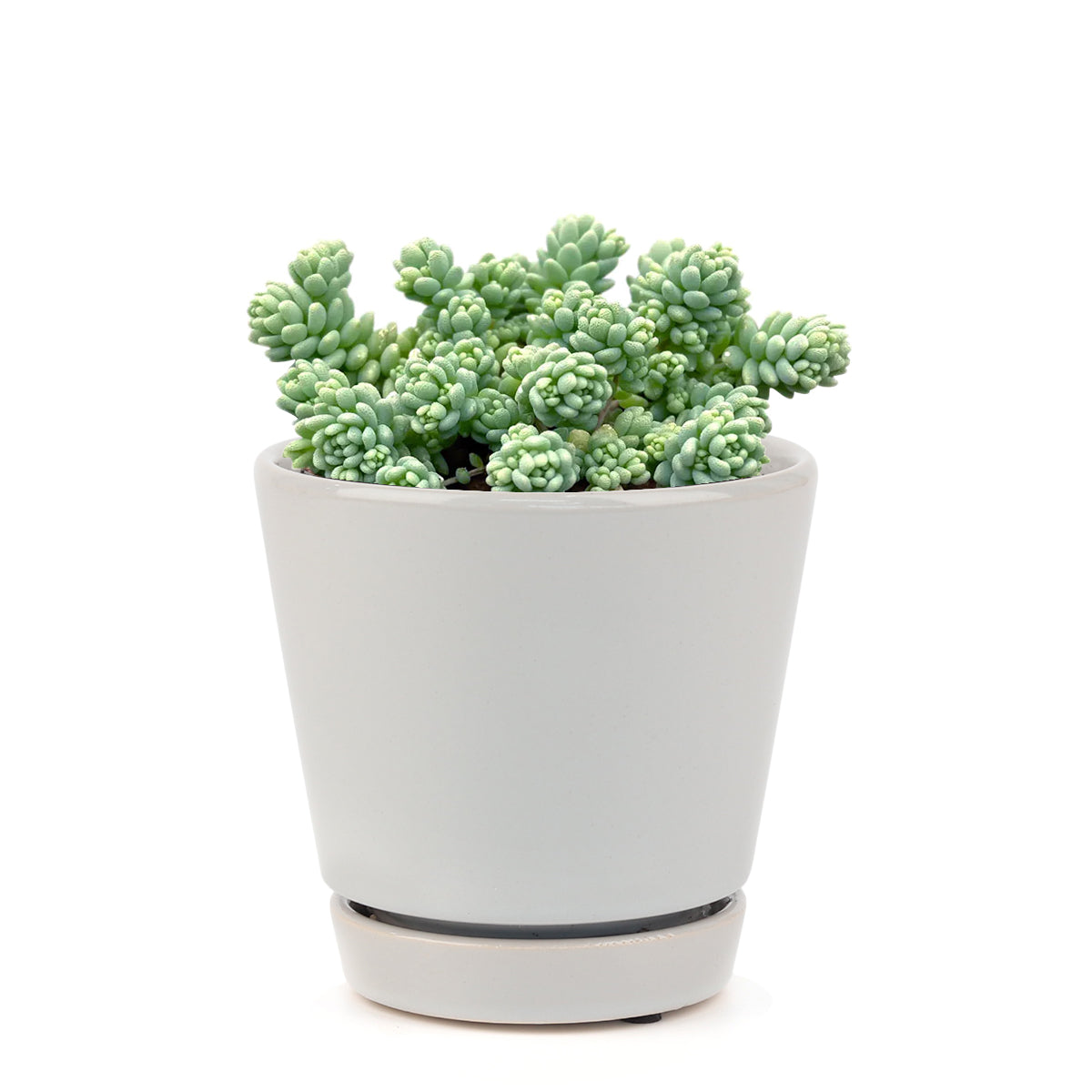 Sedum Major Succulent