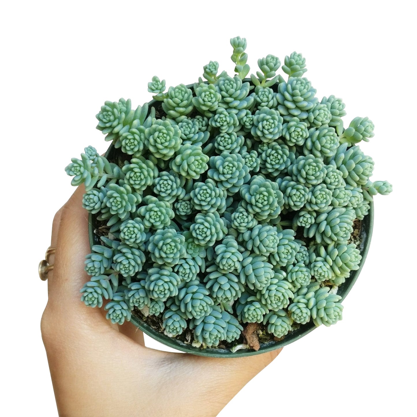 Sedum Major Succulent