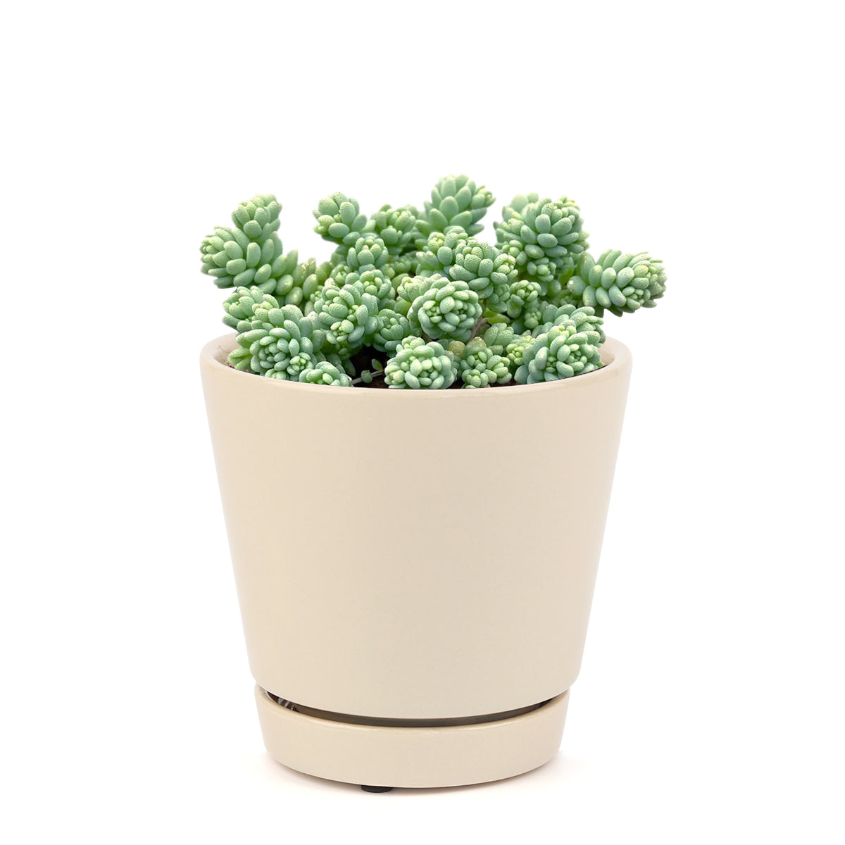 Sedum Major Succulent