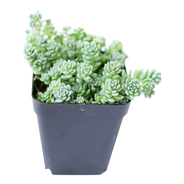 Sedum Major Succulent