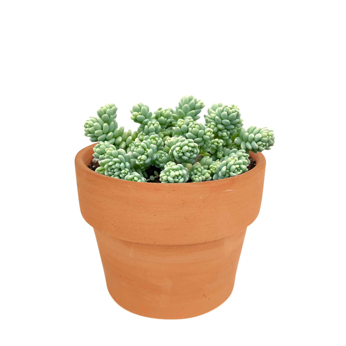 Sedum Major Succulent