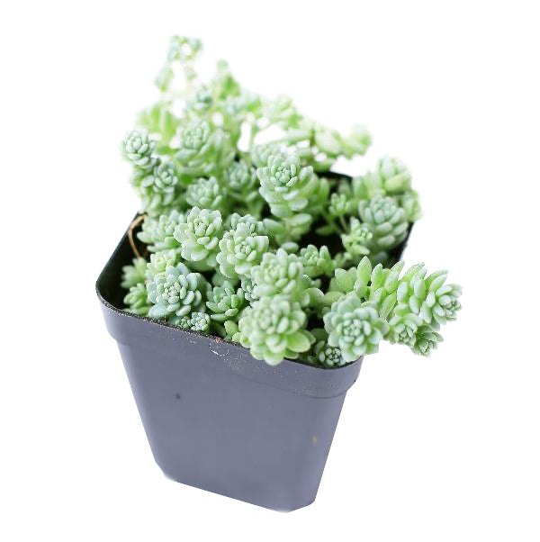 Sedum Major Succulent