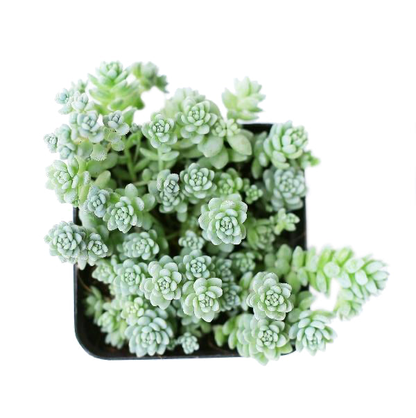 Sedum Major Succulent