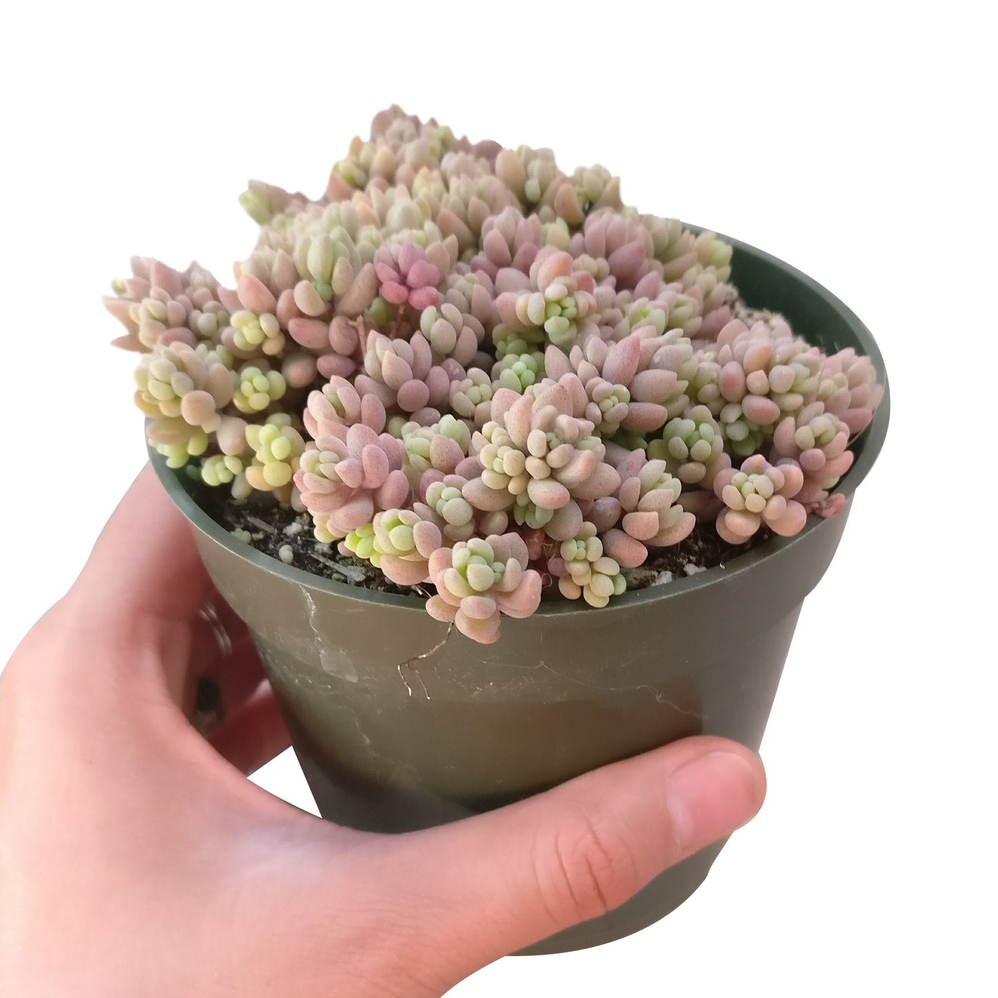 Sedum Minor Succulent