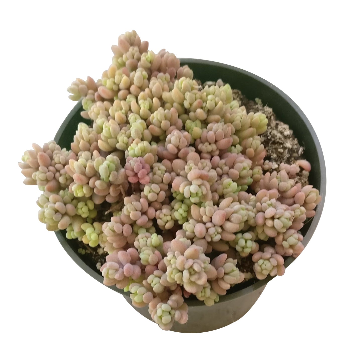 Sedum Minor Succulent