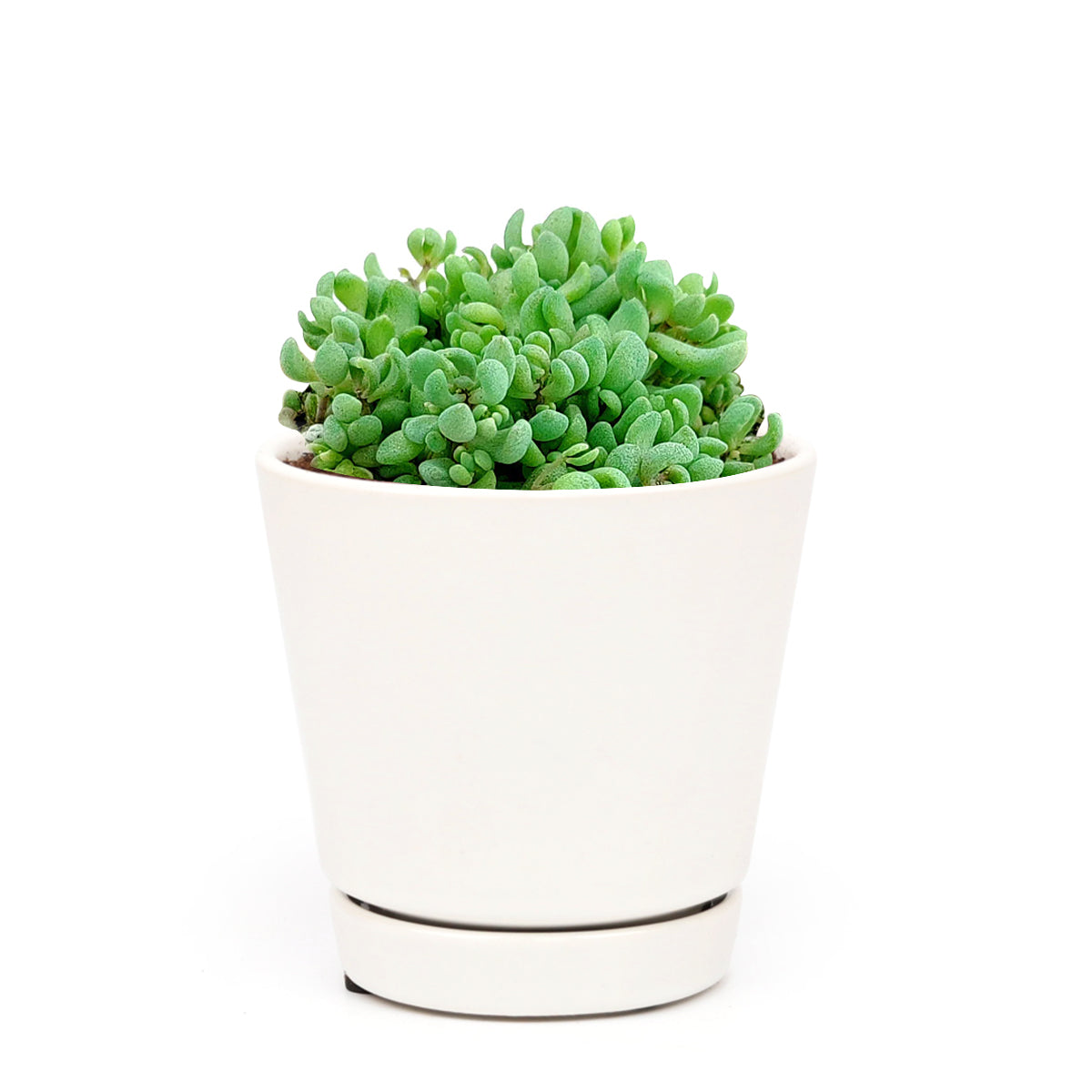 Sedum Minor Succulent