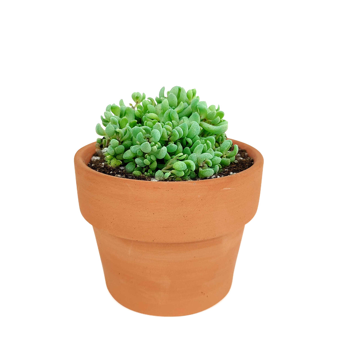 Sedum Minor Succulent