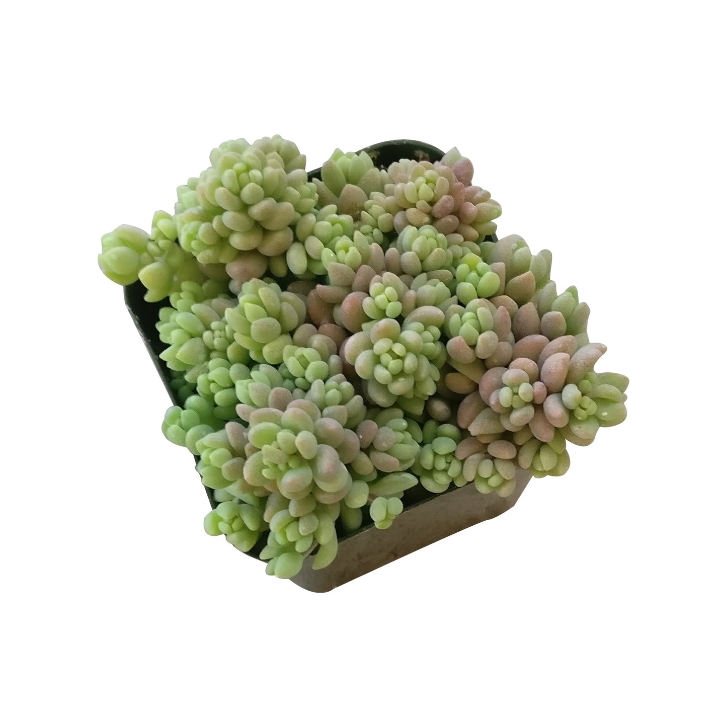 Sedum Minor Succulent