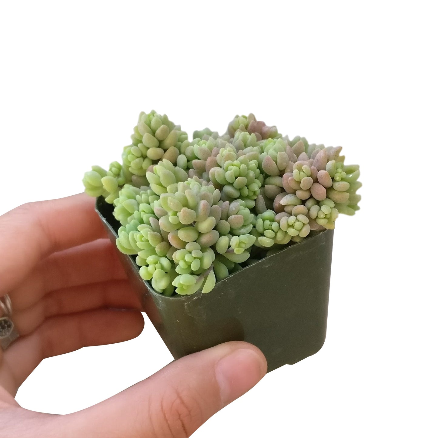 Sedum Minor Succulent