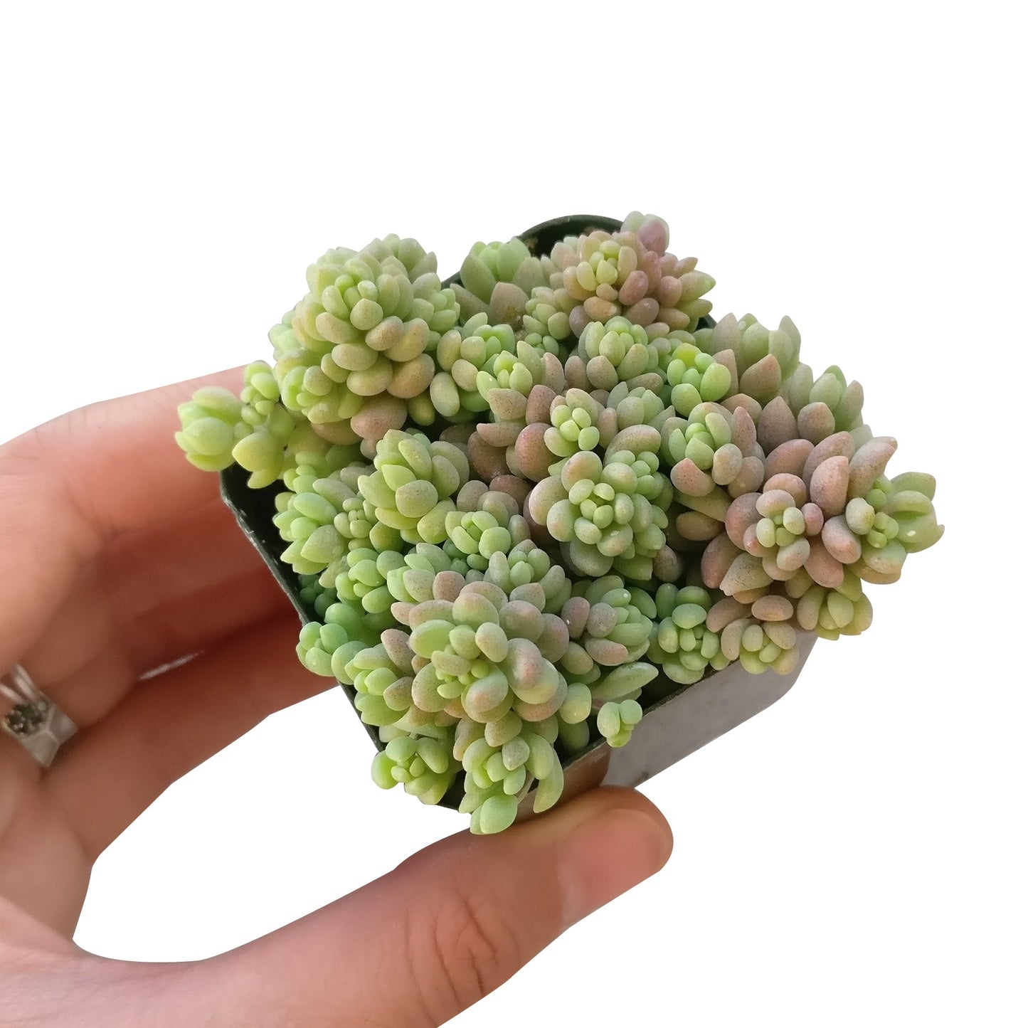 Sedum Minor Succulent