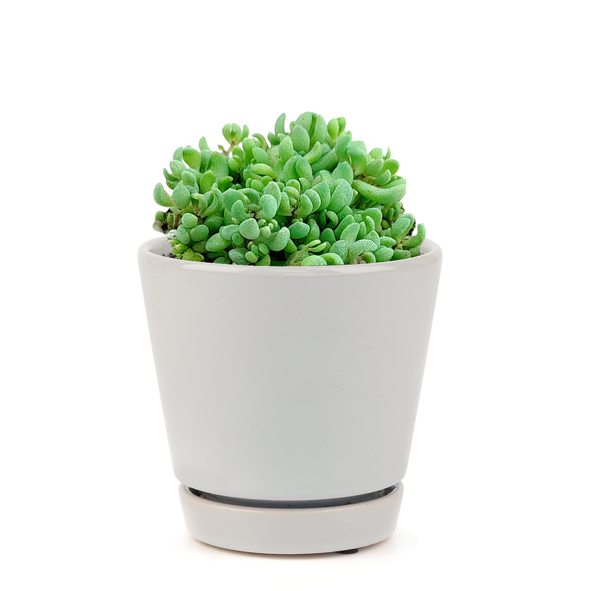 Sedum Minor Succulent