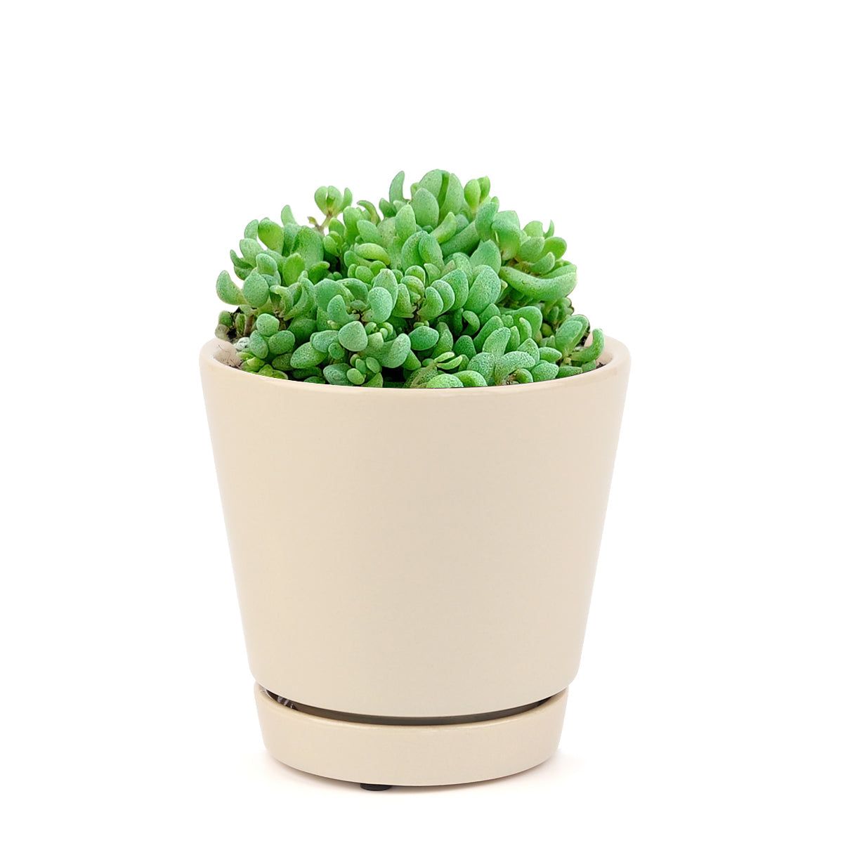 Sedum Minor Succulent