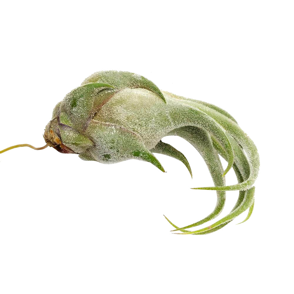Seleriana