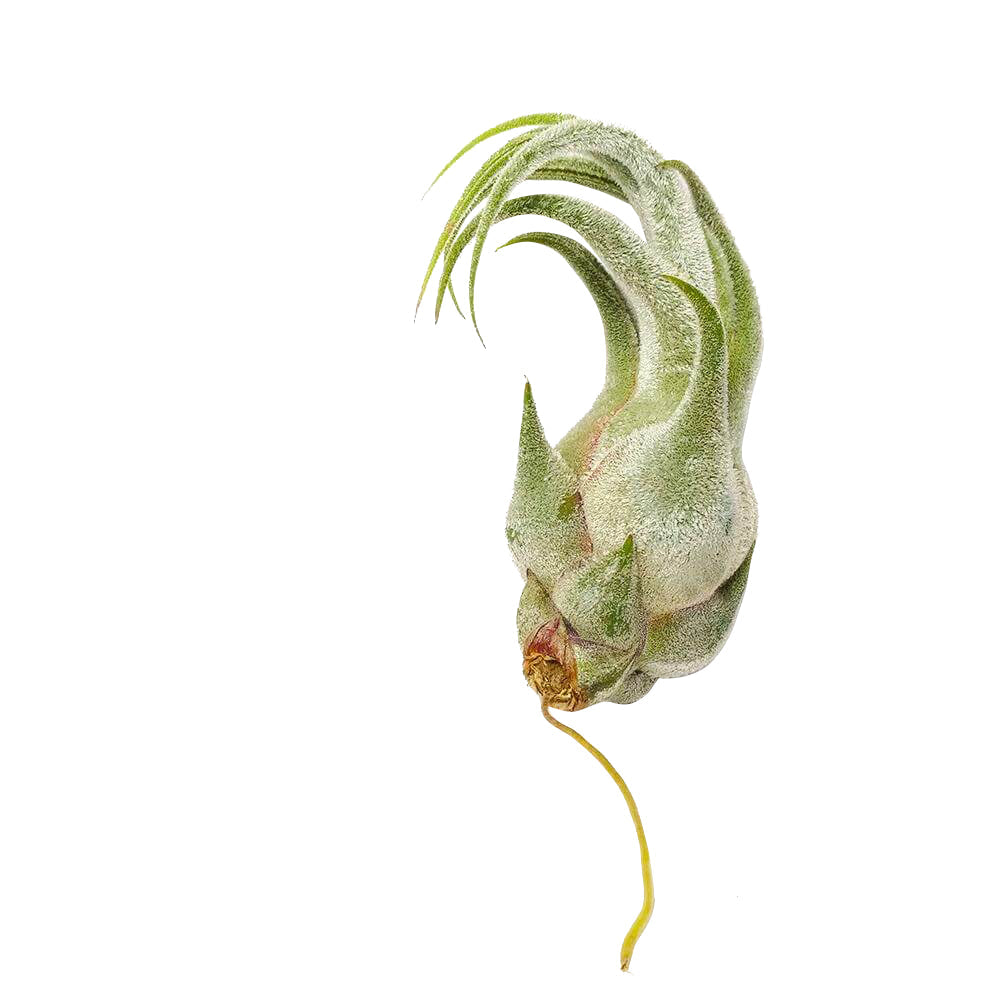 Seleriana