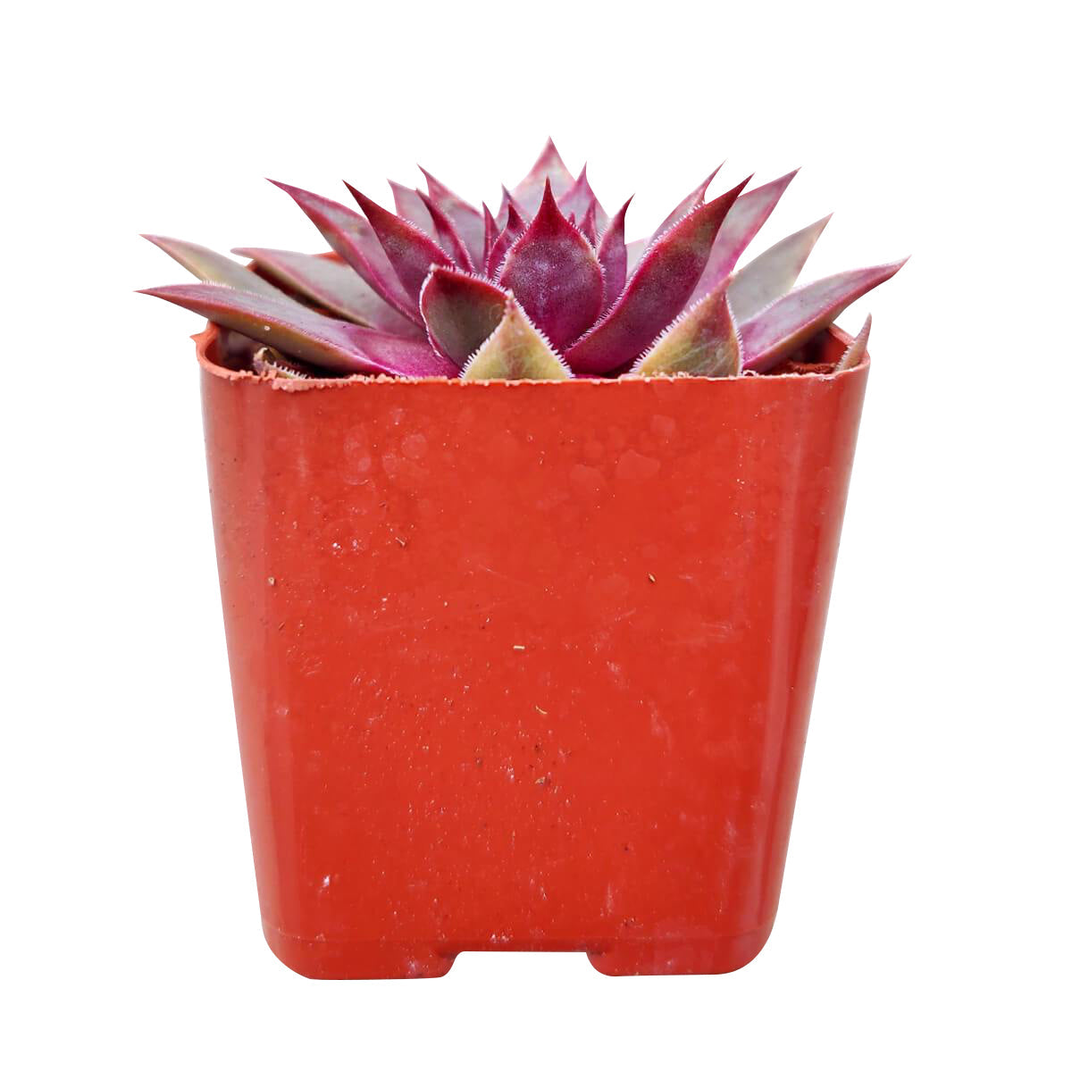 lion succulent Sempervivum Red Lion