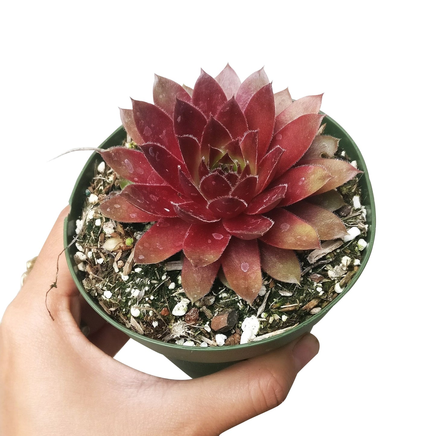 Sempervivum Red Lion