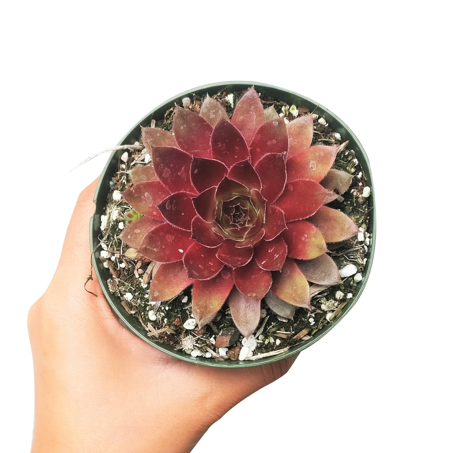 Sempervivum Red Lion