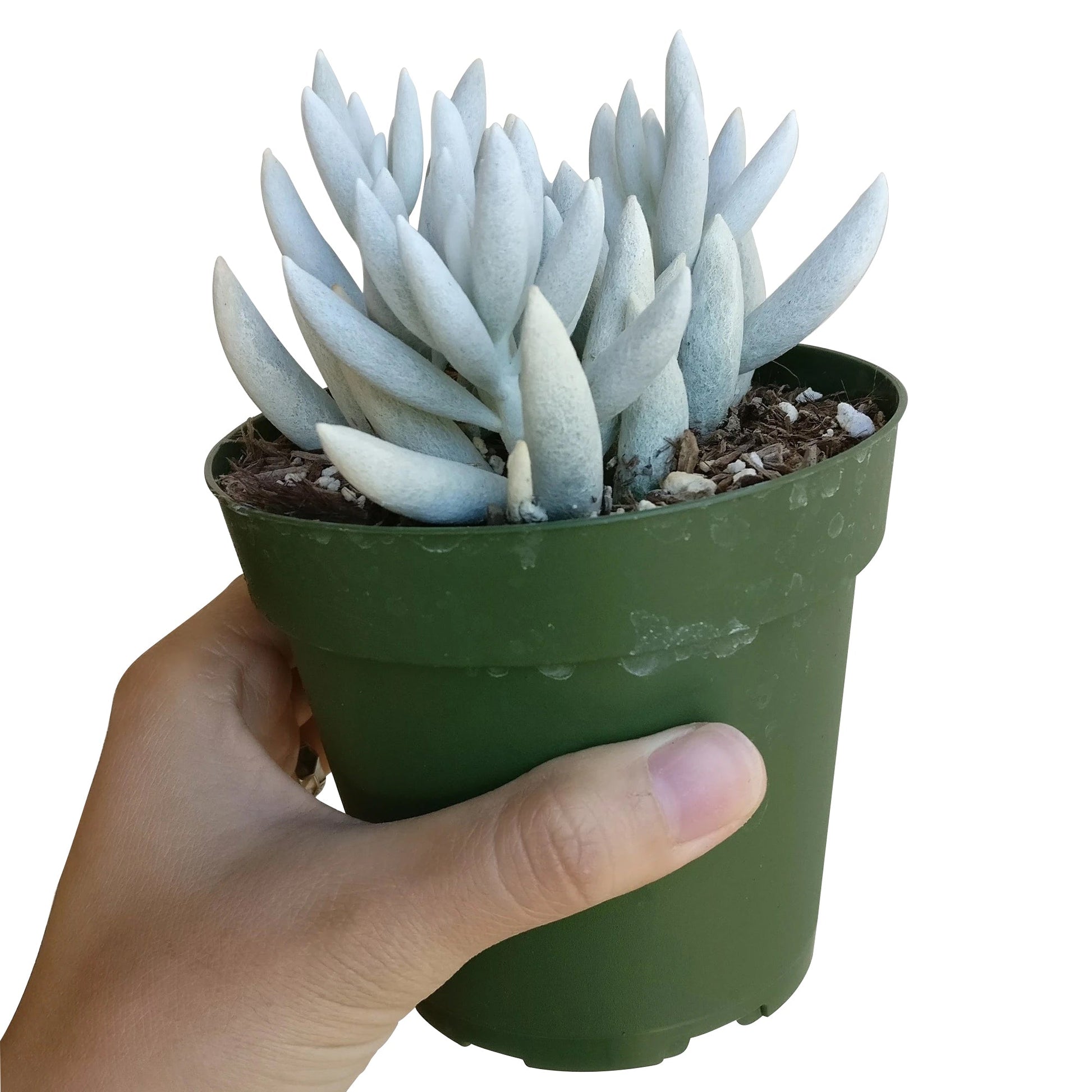 cocoon plant succulent Senecio Cocoon Plant – Lovehopegrow