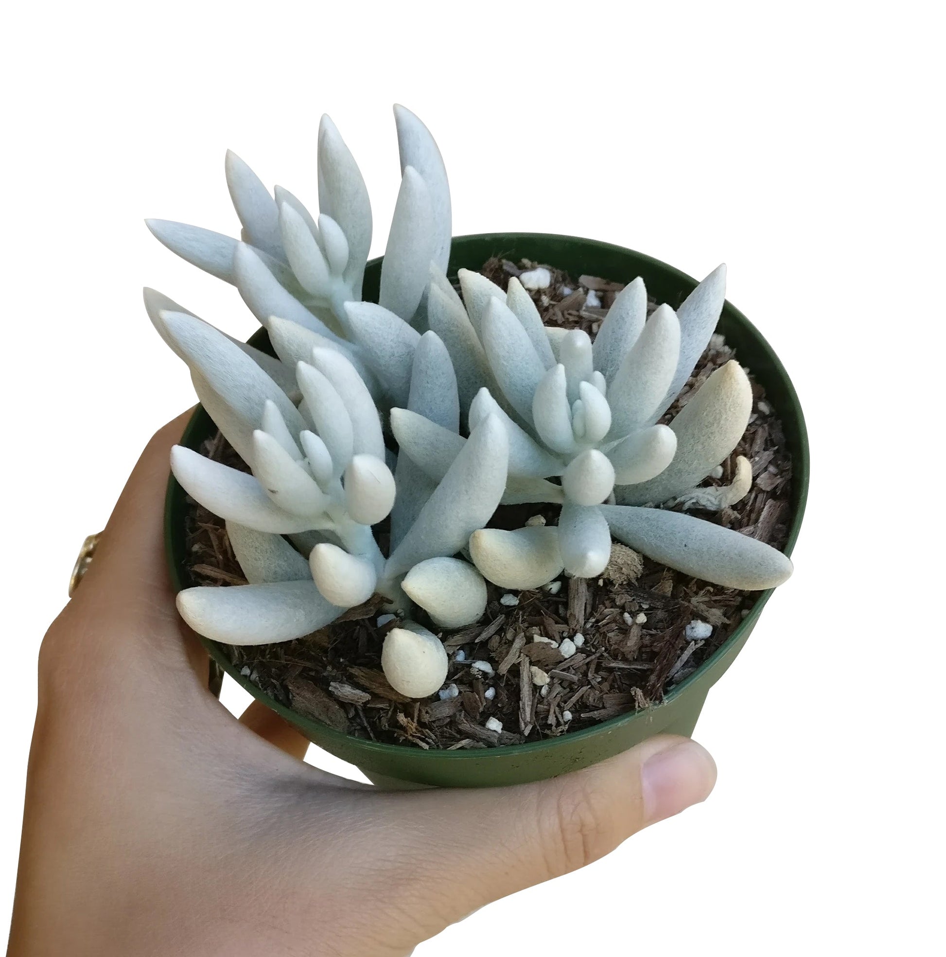 cocoon plant succulent Senecio Cocoon Plant – Lovehopegrow