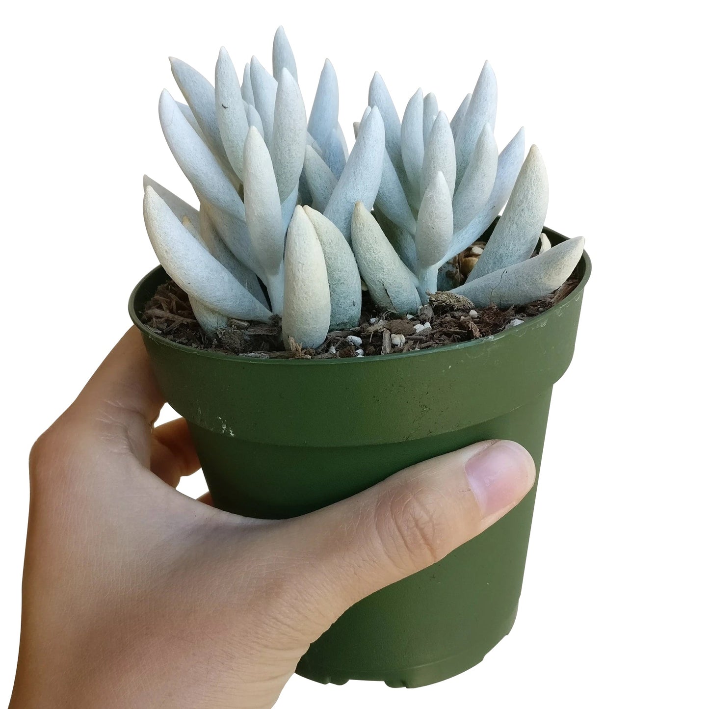 Senecio Cocoon Plant