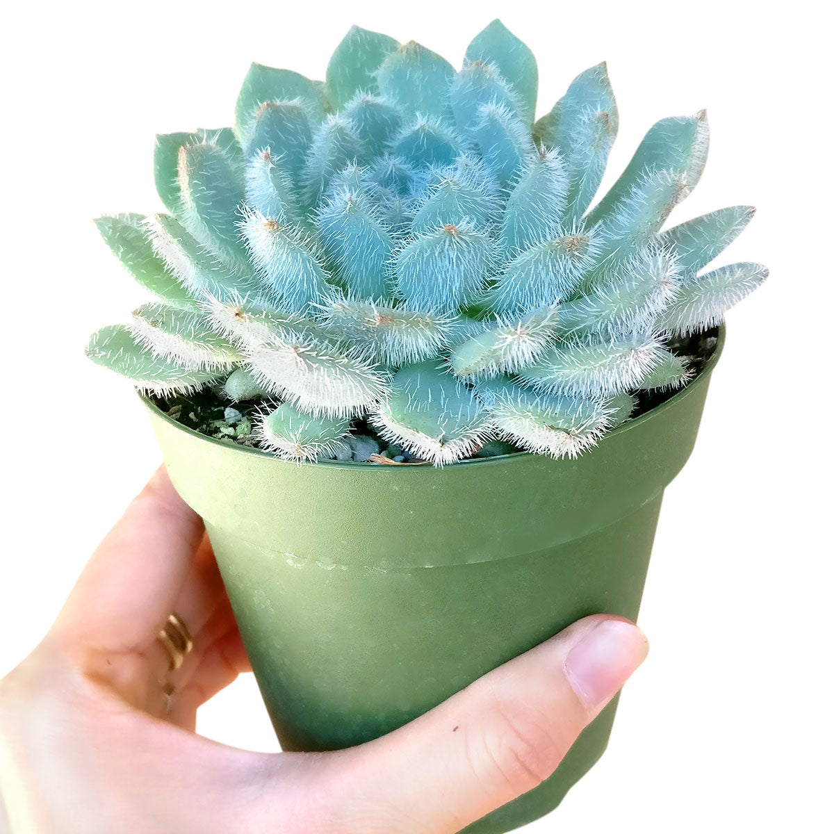 Echeveria Setosa var. Deminuta