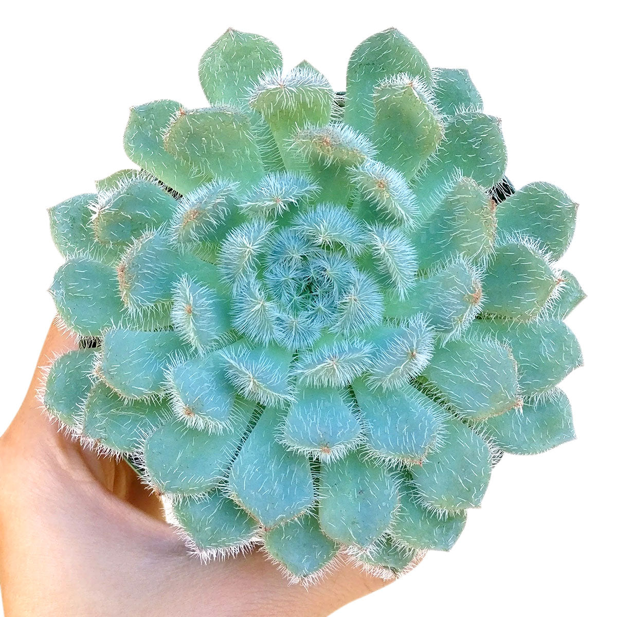 Echeveria Setosa var. Deminuta