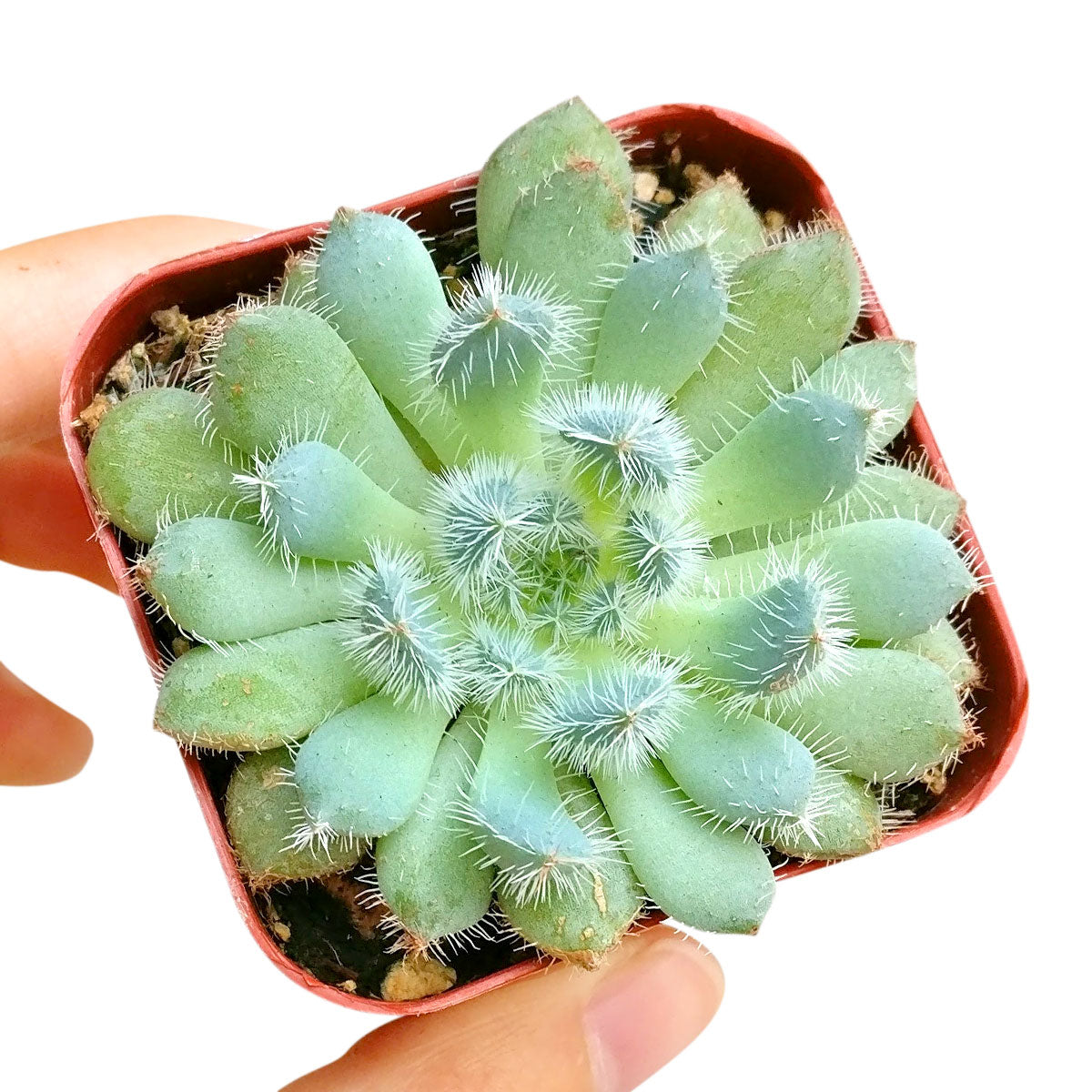 Echeveria Setosa var. Deminuta