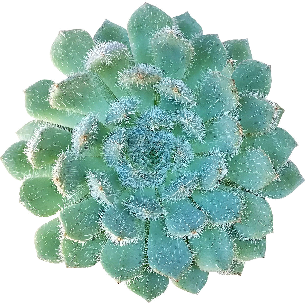 Echeveria Setosa var. Deminuta