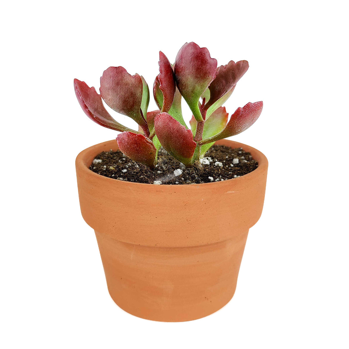 Six Angled Kalanchoe