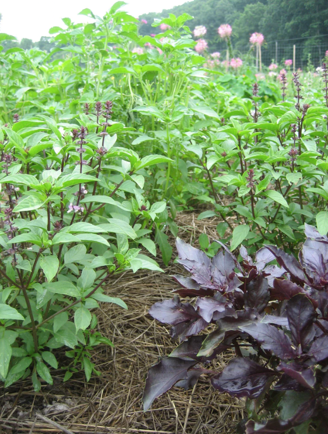 Basil Variety Seed Pack (250 Seeds)