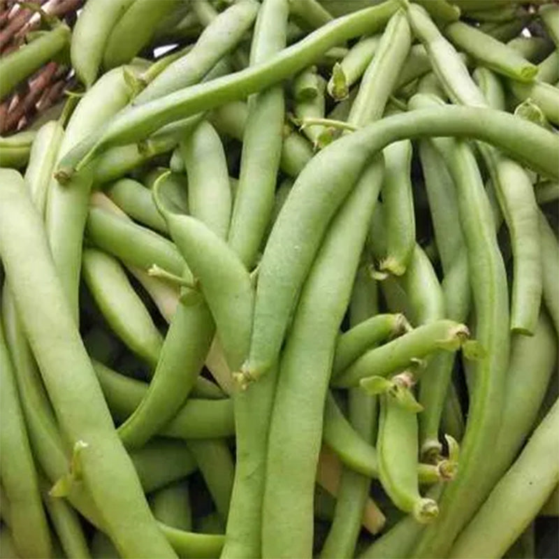 Black Valentine Dry/Snap Bean Seeds