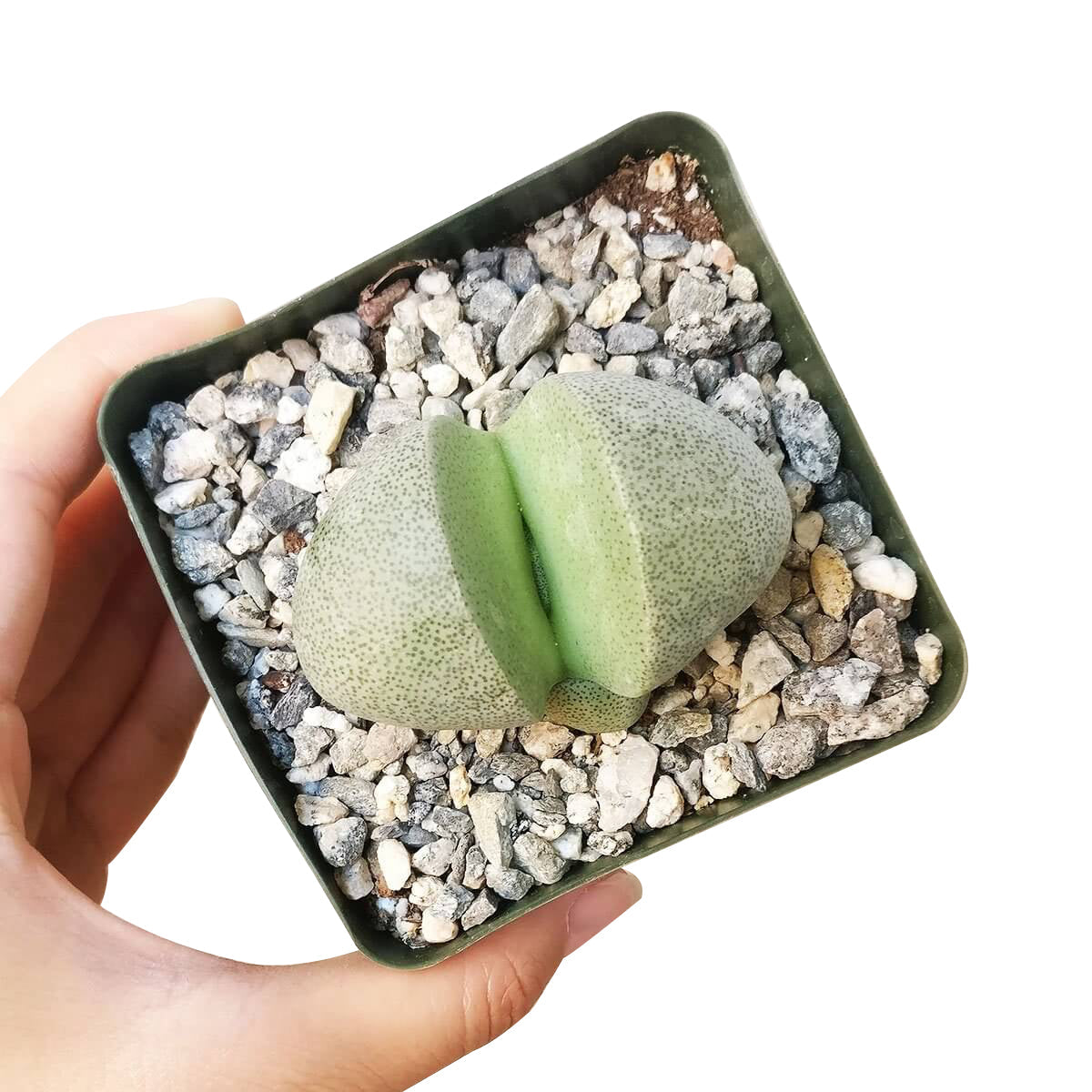 Split Rock Pleiospilos Nelii